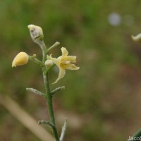 Hevea brasiliensis (Willd. ex A.Juss.) Müll.Arg.